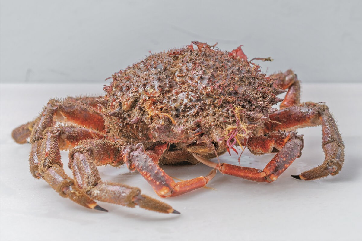 CULLER DE PAU (20-1-2026) 2